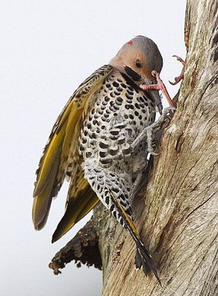 Yuva kavgası canından ediyordu - Resim: 3