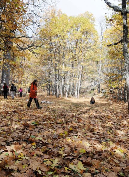 Kasnak Ormanı'nda sonbahar güzelliği - Resim: 3