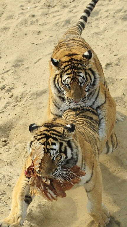 Canlı tavuğu kaplanların önüne attılar ve... - Resim: 2