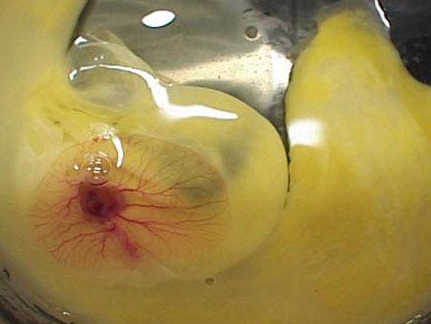 İşte saniye saniye civcivin oluşumu - Resim: 2