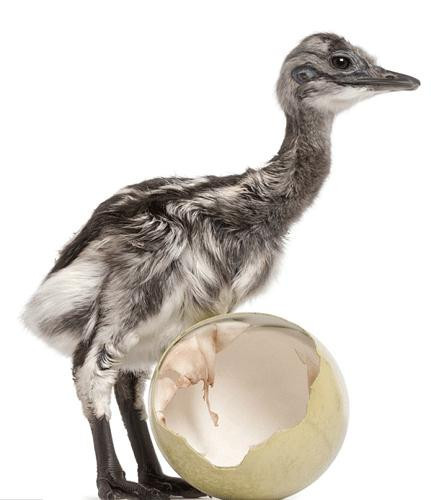 Yumurtadan çıkmış, kabuğunu beğenmiş - Resim: 1