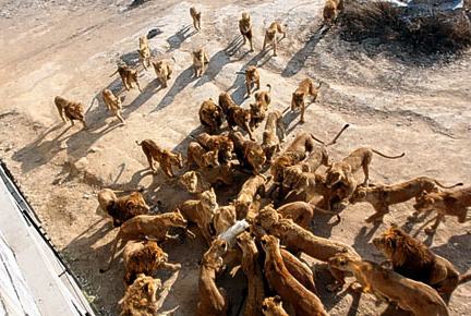 Aslanlar koyunu paramparça etti - Resim: 1