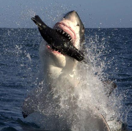 Dev köpekbalığı avına böyle saldırdı! - Resim: 1