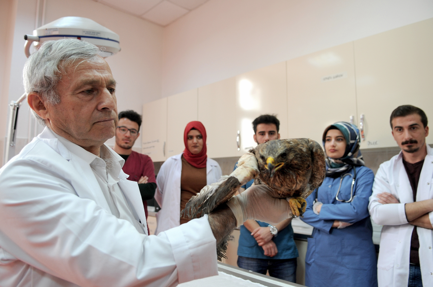 Yaralı kuş, kemik nakliyle hayata tutundu - Resim: 0