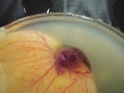 İşte saniye saniye civcivin oluşumu - Resim: 3