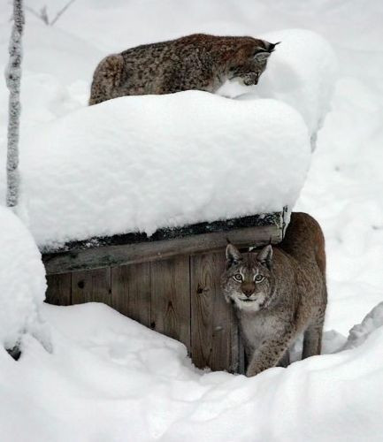 Bu durumları açıklamak oldukça zor! - Resim: 1