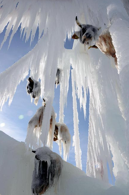 Kesik öküz başları görenleri şok etti - Resim: 3