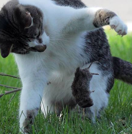 İşte doğanın en acımasız fotoğrafları - Resim: 3
