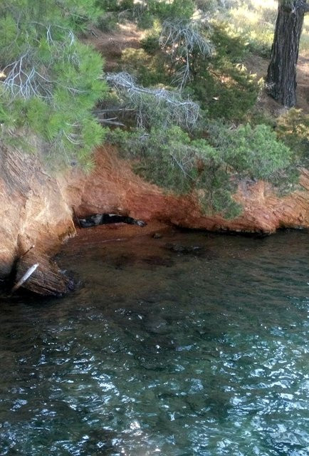 Bu hayvan türü Bodrum'da görüntülendi... - Resim: 3
