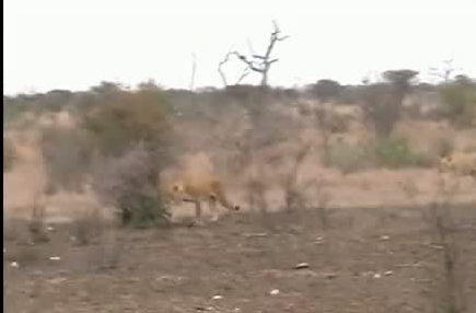 Aslanlar su aygırına acımadı ve... - Resim: 3