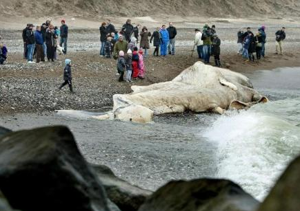 Dev balina kıyıya vurdu - Resim: 3