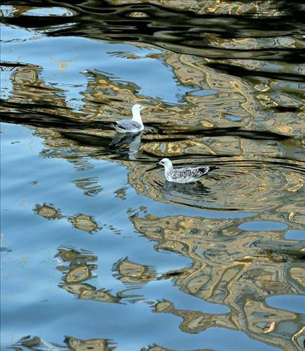 Suya düşen yansımalar büyülüyor - Resim: 2