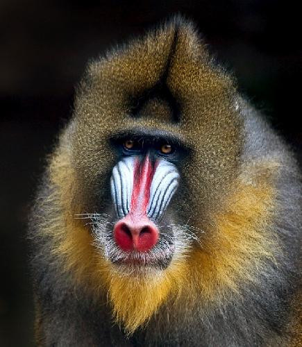 Doğanın mankenleri - Resim: 1