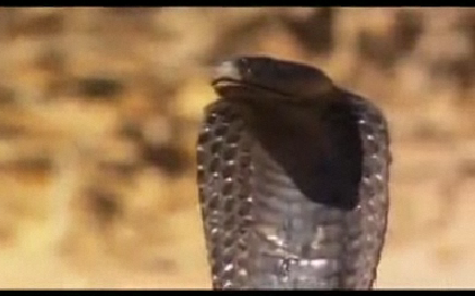 Kobra zehirini işte böyle püskürttü - Resim: 1