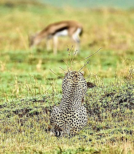 Ceylan tabana kuvvet - Resim: 1