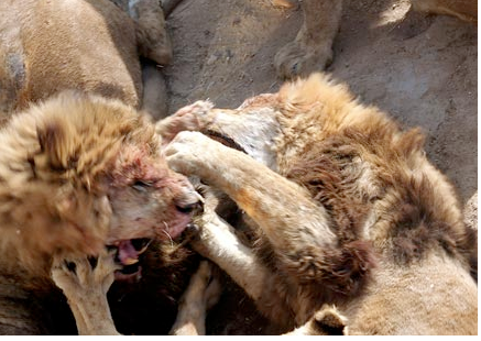 Aslanlar koyunu paramparça etti - Resim: 4