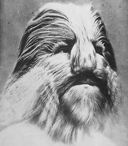 Tarihi sirk ucubeleri - Resim: 4