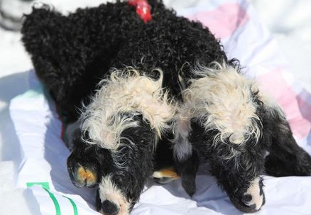 Van'da inanılmaz olay! - Resim: 4