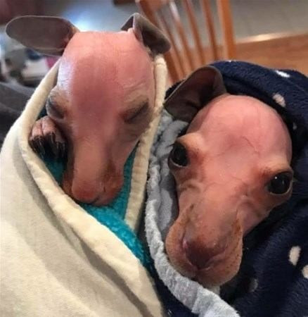 Görüntü herkesi şoke etti yanına yaklaşınca bir anda... - Resim: 4