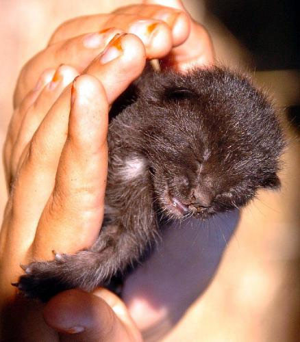 Kedi mi köpek mi? - Resim: 1