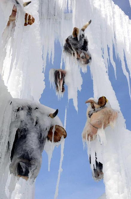 Kesik öküz başları görenleri şok etti - Resim: 2