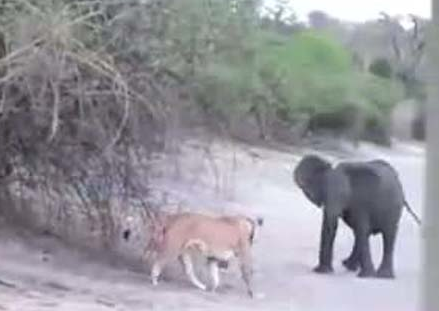 Aslanlar yavru file böyle saldırdı - Resim: 2