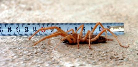 Et yiyen örümcek ürkütüyor! - Resim: 3