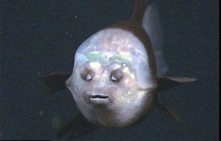 İçi görülebilen balık - Resim: 3