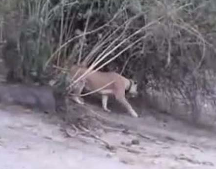 Aslanlar yavru file böyle saldırdı - Resim: 1