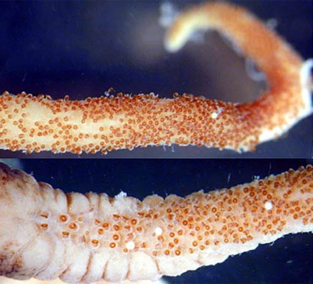 İnsan gibi dişleri var - Resim: 4