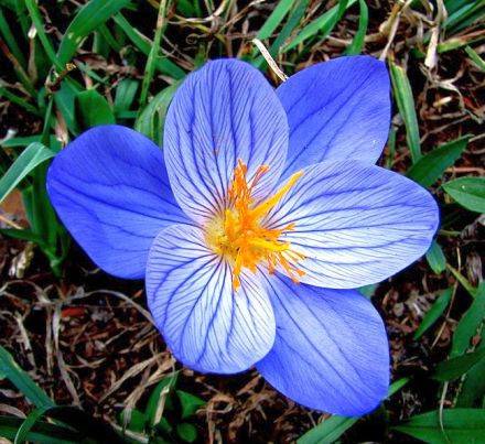 Bu bitkinin faydaları saymakla bitmez - Resim: 1