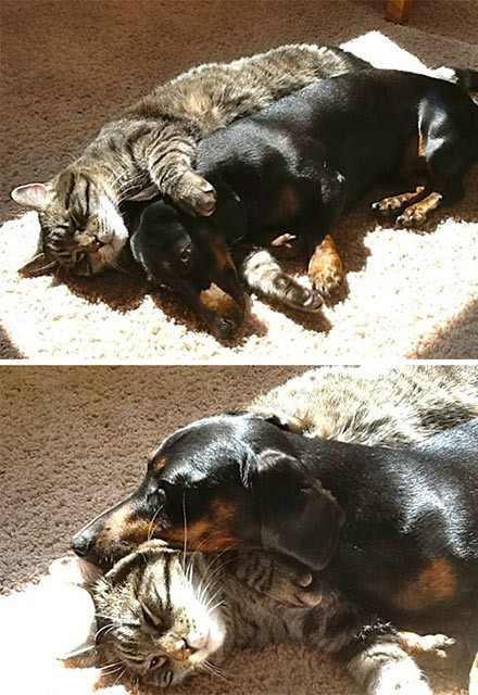 Güneşi görünce mayışan kediler - Resim: 1