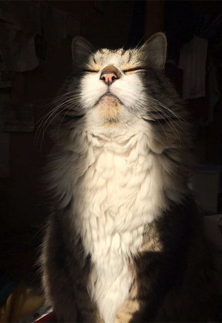 Güneşi görünce mayışan kediler - Resim: 4