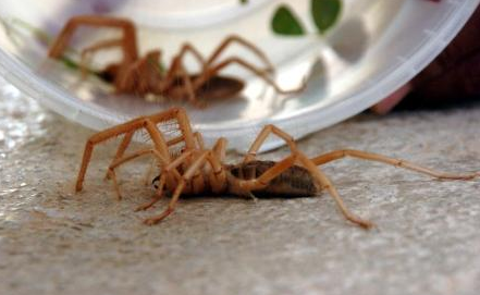 Et yiyen örümcek ürkütüyor! - Resim: 4