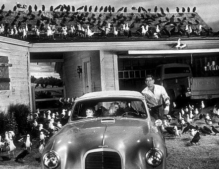 Bu kuşlar çok tehlikeli! - Resim: 1