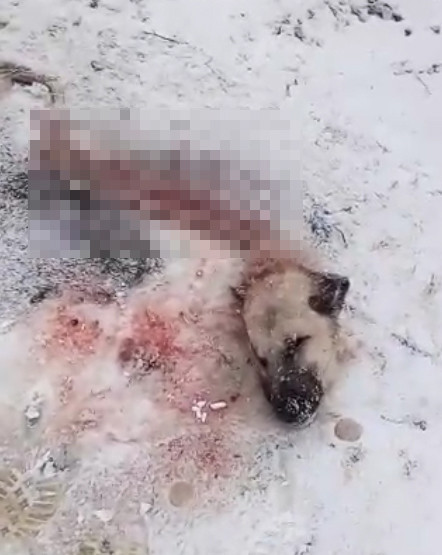 Sivas'ta köye inen kurtlar Kangal köpeğini yedi geriye başı kaldı - Resim: 1