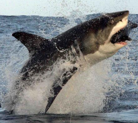 Dev köpekbalığı avına böyle saldırdı! - Resim: 2