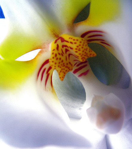 Bu çiçeği toplamak yasak! - Resim: 3