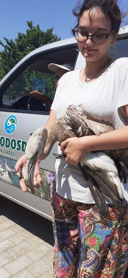 Kuşadası'nda yolunu şaşıran flamingoyu hayvanseverler göle bıraktı - Resim: 2
