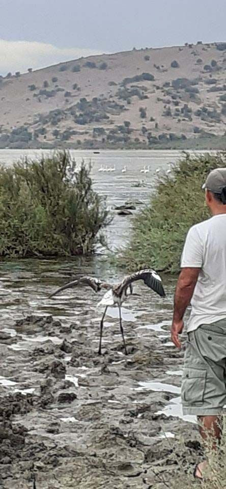 Kuşadası'nda yolunu şaşıran flamingoyu hayvanseverler göle bıraktı - Resim: 3