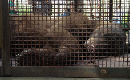 Dikkat! Ayı düşebilir - Resim: 3