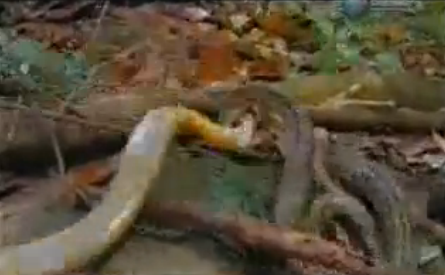 Piton ve kral kobranın kapışması - Resim: 2