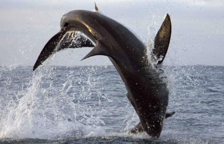 Dev köpekbalığı avına böyle saldırdı! - Resim: 4