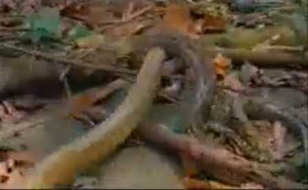 Piton ve kral kobranın kapışması - Resim: 3