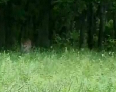 Kaplan boğayı böyle avladı - Resim: 4