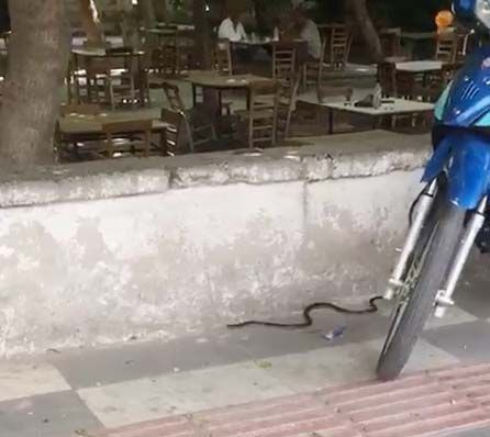 Şanlıurfa'da kahvehanede oturanların başına yılan düştü - Resim: 4