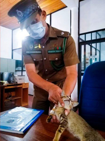 Uyuşturucu kuryesi kedi hapishaneden kaçtı! Mahkumlara servis yapıyordu - Resim: 1