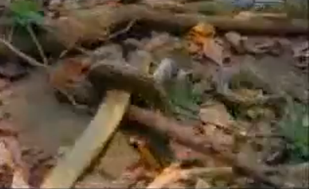 Piton ve kral kobranın kapışması - Resim: 4