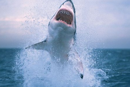 Geçen hafta herkes bunları tıkladı - Resim: 3