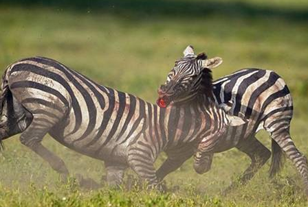 İşte saniye saniye zebraların kanlı savaşı - Resim: 3
